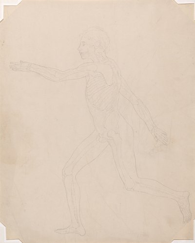Studie af den menneskelige figur, sideværts, en sammenlignende anatomisk fremstilling af den menneskelige krops struktur med en tiger og en almindelig høns, ca. 1795-1806 (grafit på patronpapir) af George Stubbs