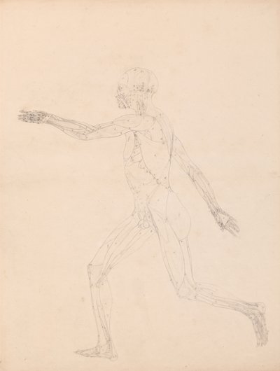 Studie af den menneskelige figur, sidebillede, diagram for nøgle til tabel XIII, fra en sammenlignende anatomisk fremstilling af den menneskelige krops struktur med en tiger og en almindelig høns, 1795-1806 (g af George Stubbs