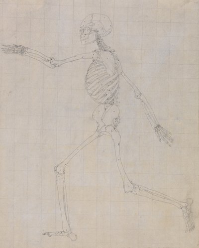 Undersøgelse af den menneskelige figur, sideværts, afsluttet undersøgelse til tabel III, fra en sammenlignende anatomisk fremstilling af den menneskelige krops struktur med en tiger og en almindelig høns, 1795-1806 (gr. af George Stubbs