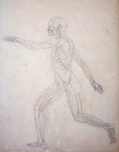 Studie af den menneskelige figur, sideværts, fra en sammenlignende anatomisk fremstilling af den menneskelige krops struktur med en tiger og en almindelig høns, ca. 1795-1806 (grafit på patronpapir) af George Stubbs