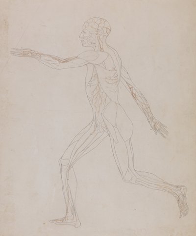 Studie af den menneskelige figur, sideværts, fra en sammenlignende anatomisk fremstilling af den menneskelige krops struktur med en tiger og en almindelig høns, ca. 1795-1806 (grafit på papir) af George Stubbs