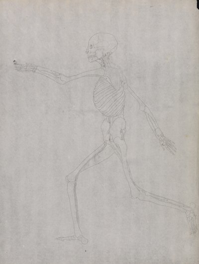Studie af den menneskelige figur, sideværts, fra en sammenlignende anatomisk fremstilling af den menneskelige krops struktur med en tiger og en almindelig høns, 1795-1806 (grafit på kraftigt vævet papir) af George Stubbs