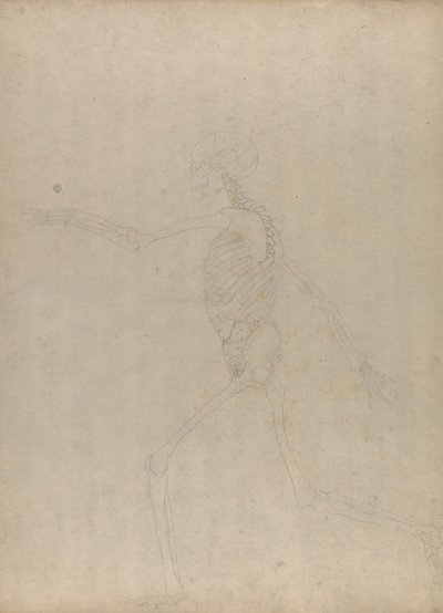 Studie af den menneskelige figur, sideværts, fra en sammenlignende anatomisk fremstilling af den menneskelige krops struktur med en tiger og en almindelig høns, 1795-1806 (grafit på kraftigt vævet papir) af George Stubbs