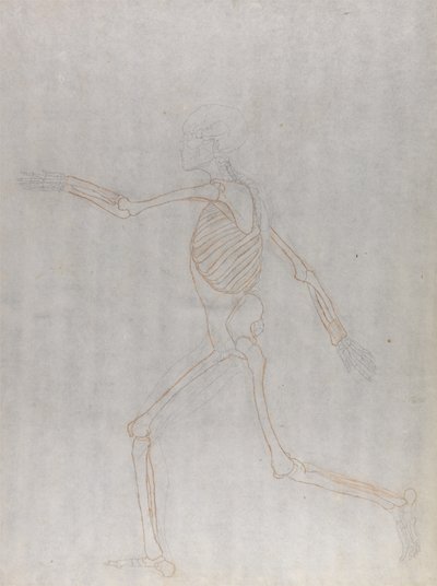 Studie af den menneskelige figur, sideværts, fra en sammenlignende anatomisk fremstilling af den menneskelige krops struktur med en tiger og en almindelig høns, 1795-1806 (grafit og rødt kridt på tyndt w af George Stubbs