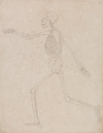 Studie af den menneskelige figur, sideværts, fra en sammenlignende anatomisk fremstilling af den menneskelige krops struktur med en tiger og en almindelig høns, 1795-1806 (grafit på kraftigt vævet papir) af George Stubbs