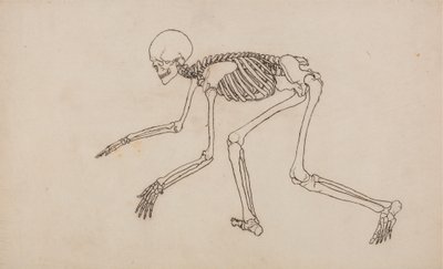 Studie af den menneskelige figur, sideværts, fra en sammenlignende anatomisk fremstilling af den menneskelige krops struktur med en tiger og en almindelig høns, 1795-1806 (pen og blæk over grafit på vævet væv) af George Stubbs