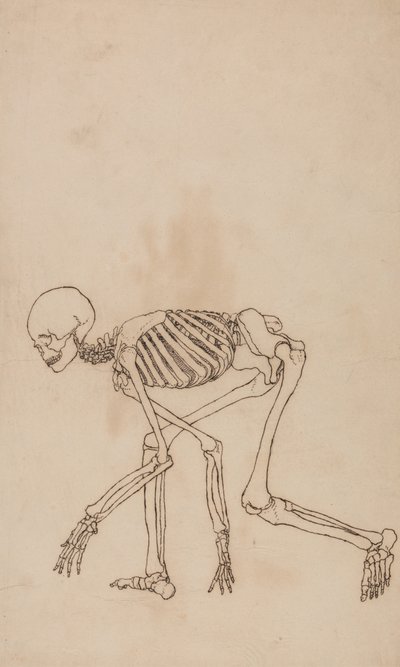 Studie af den menneskelige figur, sideværts, fra en sammenlignende anatomisk fremstilling af den menneskelige krops struktur med en tiger og en almindelig høns, 1795-1806 (pen og blæk over grafit på vævet væv) af George Stubbs