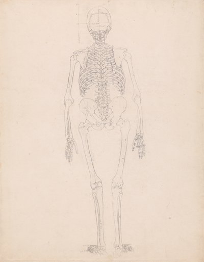 Studie af den menneskelige figur, posteriort billede, diagram for nøgle til tabel II, fra en sammenlignende anatomisk fremstilling af den menneskelige krops struktur med en tiger og en almindelig høns, ca. 1795-1806 af George Stubbs