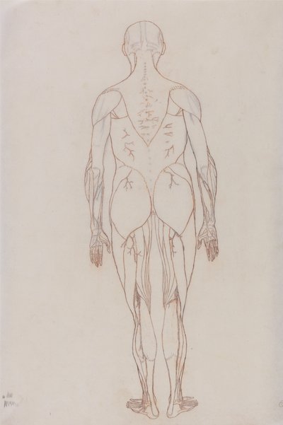 Studie af den menneskelige figur, posteriort billede, fra en sammenlignende anatomisk fremstilling af den menneskelige krops struktur med en tiger og en almindelig høns, ca. 1795-1806 (rødt kridt på patronpapir af George Stubbs