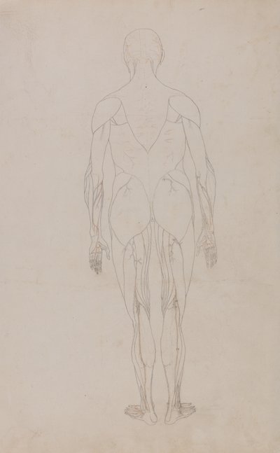 Studie af den menneskelige figur, posteriort billede, fra en sammenlignende anatomisk fremstilling af den menneskelige krops struktur med en tiger og en almindelig høns, ca. 1795-1806 (grafit og blæk på papir) af George Stubbs