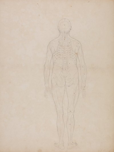 Studie af den menneskelige figur, posteriort billede, fra en sammenlignende anatomisk fremstilling af den menneskelige krops struktur med en tiger og en almindelig høns, ca. 1795-1806 (grafit på patronpapir) af George Stubbs