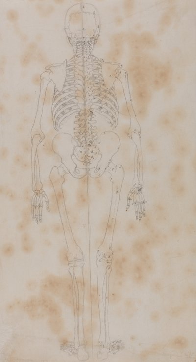 Studie af den menneskelige figur, bagfra, fra en sammenlignende anatomisk fremstilling af den menneskelige krops struktur med en tiger og en almindelig høns, ca. 1795-1806 (grafit på papir) af George Stubbs