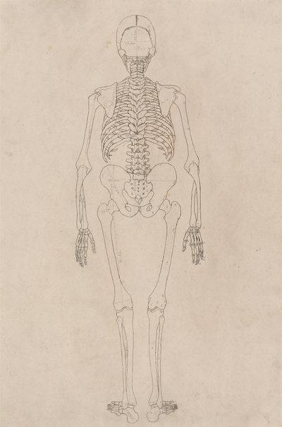 Studie af den menneskelige figur, bagfra, fra en sammenlignende anatomisk fremstilling af den menneskelige krops struktur med en tiger og en almindelig høns, ca. 1795-1806 (blæk på patronpapir) af George Stubbs