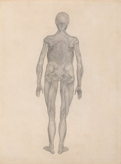 Studie af den menneskelige figur, posteriort billede, med hud og underliggende fascievæv fjernet, fra en sammenlignende anatomisk fremstilling af den menneskelige krops struktur med en tiger og en komm. af George Stubbs