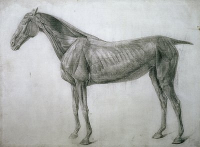 Studiet af muskler: Ecorche-tegning set fra flanken, fra det 13. anatomiske bord, fra hestens anatomi, 1766 af George Stubbs