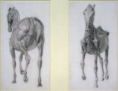 Studiet af muskler: frontal og bagudsigt, fra den 13. anatomiske tabel, fra hestens anatomi, 1766 af George Stubbs