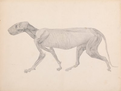 Tigerkrop, sideværts (færdig tegning til upubliceret bord; viser tredje fase i dissektion) af George Stubbs