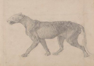 Tiger Body, Lateral View (Første af ni tegninger af et andet eksemplar af tiger) af George Stubbs