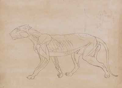 Tigerkrop, set fra siden (konturtegning for en nøglefigur) af George Stubbs