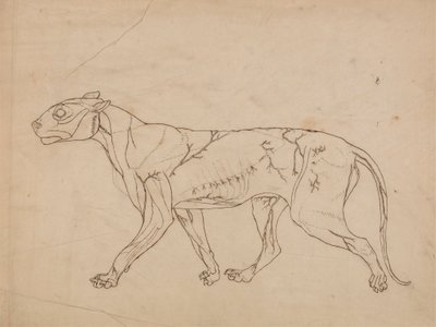 Tiger Body, Lateral View (Oversigtsundersøgelse af overflademusklerne og deres blodforsyning, sandsynligvis lavet til en nøglefigur) af George Stubbs