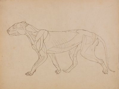 Tiger Body, Lateral View (Sandsynligvis lavet som grundlag for en nøglefigur) af George Stubbs
