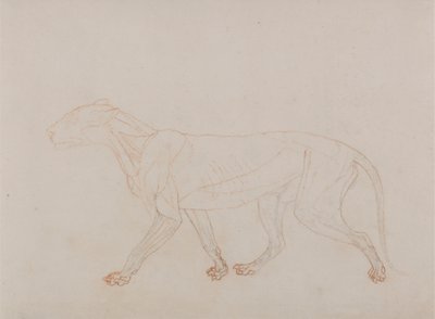 Tiger Body, Lateral View (viser tredje fase i dissektion) af George Stubbs