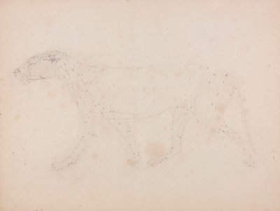 Tigerkrop, set fra siden (Studie af musklerne for nøgletallet til tabel IX) af George Stubbs