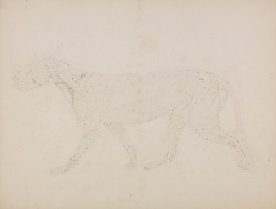 Tigerkrop, sideværts (Studie af de øvre lag af muskler og deres blodforsyning forberedt til nøgletallet i tabel XIV) af George Stubbs