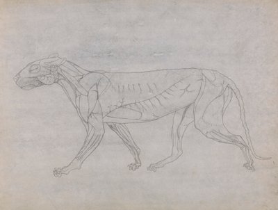 Tigerkrop, set fra siden af George Stubbs