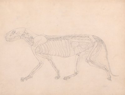 Tigerkrop, set fra siden af George Stubbs