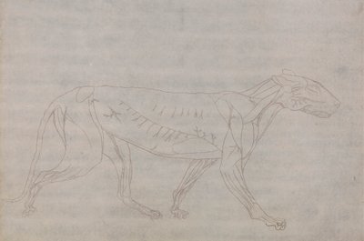 Tigerkrop, set fra siden af George Stubbs