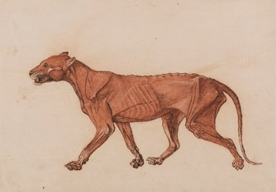 Tigerkrop, set fra siden af George Stubbs