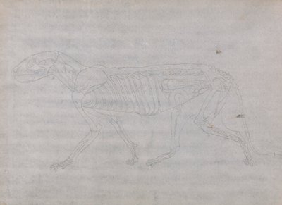 Tigerkrop, set fra siden af George Stubbs