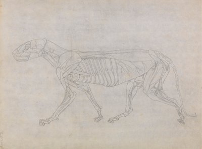 Tigerkrop, set fra siden af George Stubbs