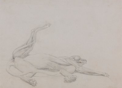 Tigerkrop, liggende, set ventralt af George Stubbs