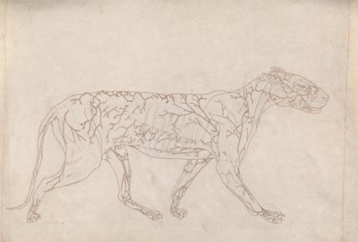 Tiger, sidebillede (konturundersøgelse af overfladeblodforsyningen, forberedt til nøglefiguren til tabel IX) af George Stubbs