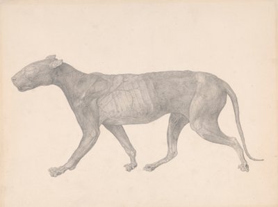Tiger, set fra siden, med hud og væv fjernet (færdig undersøgelse for tabel IX) af George Stubbs