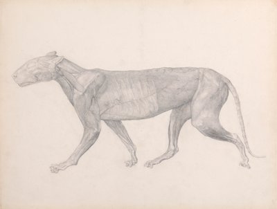 Tiger, set fra siden, med bindevævet over musklerne fjernet (færdig undersøgelse for tabel XIV) af George Stubbs