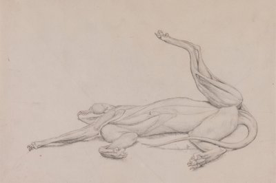 Tiger, liggende, set ventralt af George Stubbs