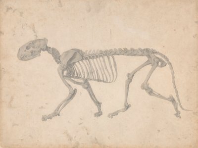 Tigerskelet, set fra siden (færdig undersøgelse til tabel IV) af George Stubbs
