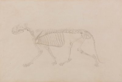 Tiger skelet, sideværts (Højt afsluttet undersøgelse for tabel IV) af George Stubbs