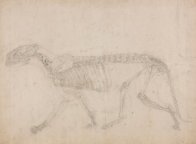 Tiger Skeleton, Lateral View (Sandsynligvis masterstudiet af skelettet) af George Stubbs
