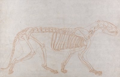 Tigerskelet, set fra siden af George Stubbs
