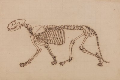 Tigerskelet, set fra siden af George Stubbs
