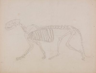 Tigerskelet, set fra siden af George Stubbs