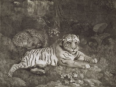 To Tygers, indgraveret af kunstneren, pub. 1788 (radering) af George Stubbs