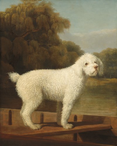 Hvid puddel i en spids af George Stubbs