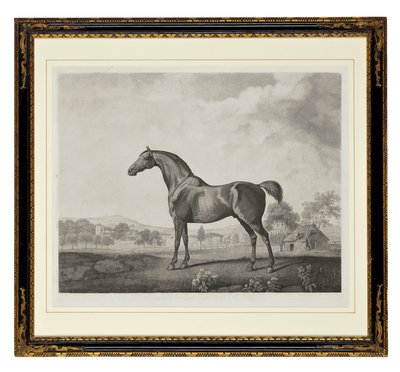 Sweetwilliam (stiftgravering) af George Townley Stubbs