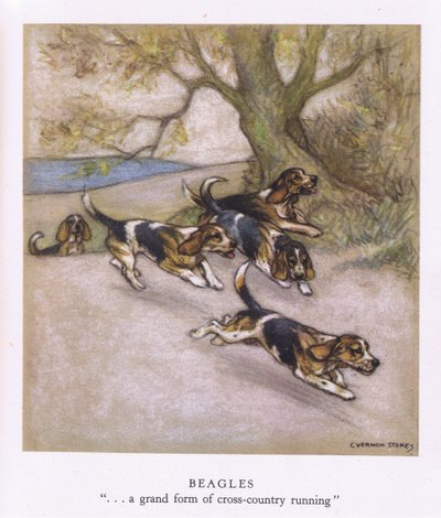 Beagles (farvelitografi) af George Vernon Stokes