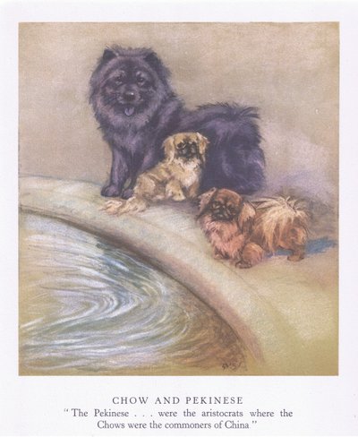 Chow og Pekineser (farvelitografi) af George Vernon Stokes